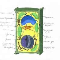 Модель живой клетки – схема создания