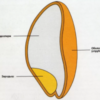 Оболочка семя. Схема строения зерна пшеницы. Строение зерна ржи. Строение зародыша зерна пшеницы. Зерно пшеницы в разрезе.